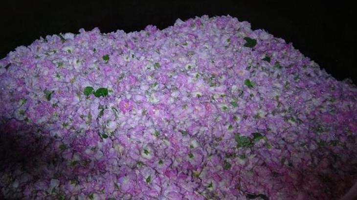 Göl kenarında hasadı erken başladı! Yağının litresi 12 bin euro