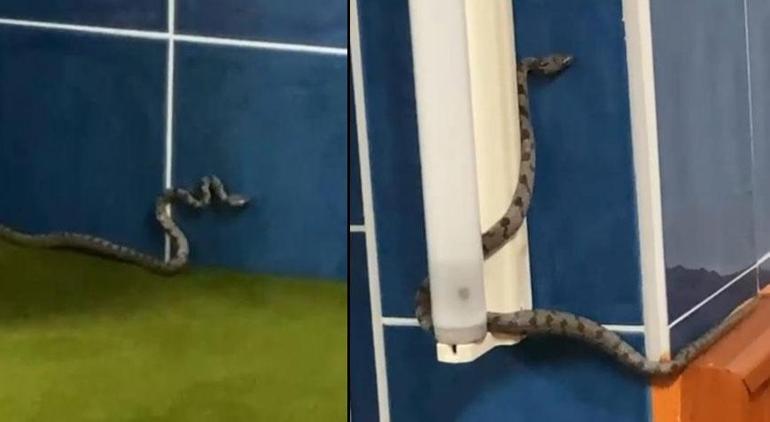 2 metrelik yılanı görünce şoke oldu! 'Ahtapot Necdet, görüyorsunuz anlatmaya gerek yok