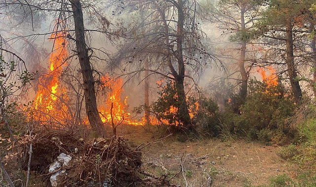 Çanakkale’de Orman Yangınına Sebep Olan 2 Kardeşe Milyonluk Ceza!