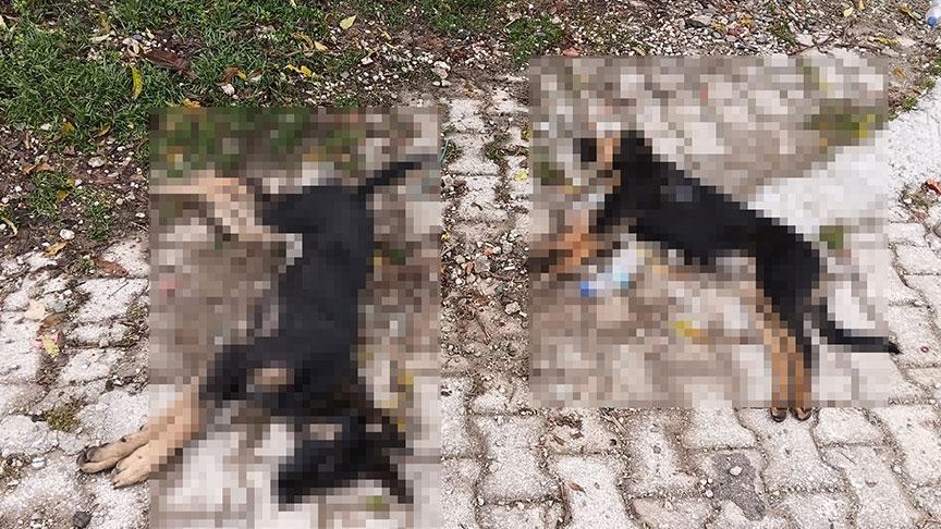 HİSARARDI’DA 5 KÖPEK ÖLÜ BULUNDU: KÖYDE “Zehirlenme” Şüphesi GÜNDEMDE