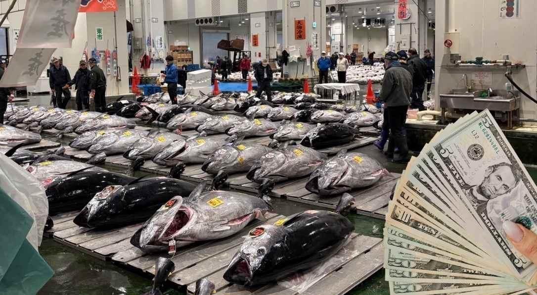 Tokyo’daki Geleneksel Yeni Yıl Mezatında Rekor Kırıldı: Orkinos 3,2 Milyon Dolara Satıldı