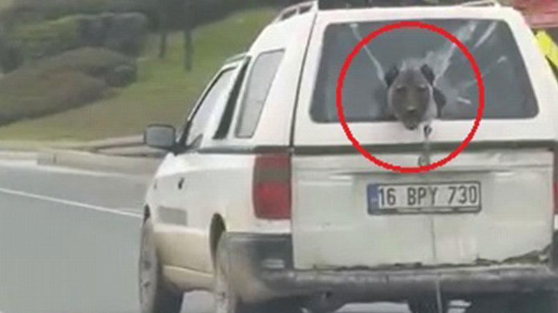 Trafik Ortasında Sevimli An: Köpek Aracın Camından Dışarıya Bakıyor