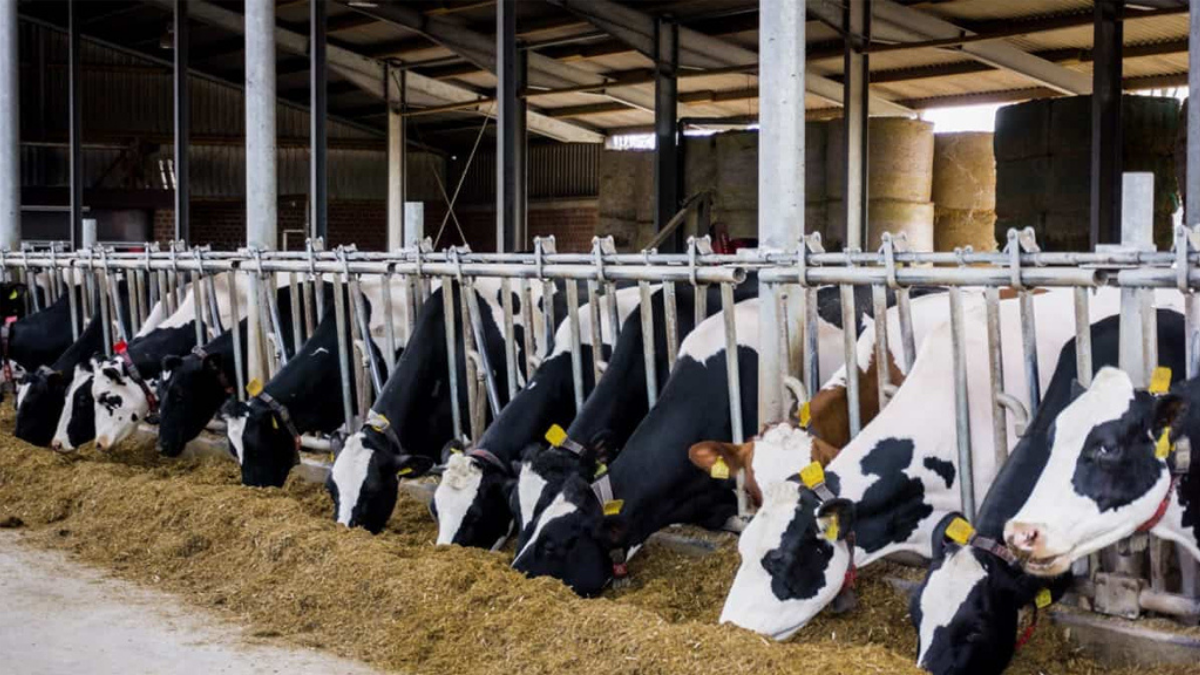 Dilekpınar Tarım ve Hayvancılık Kurban Sezonunda Güven ve Kaliteyi Buluşturuyor