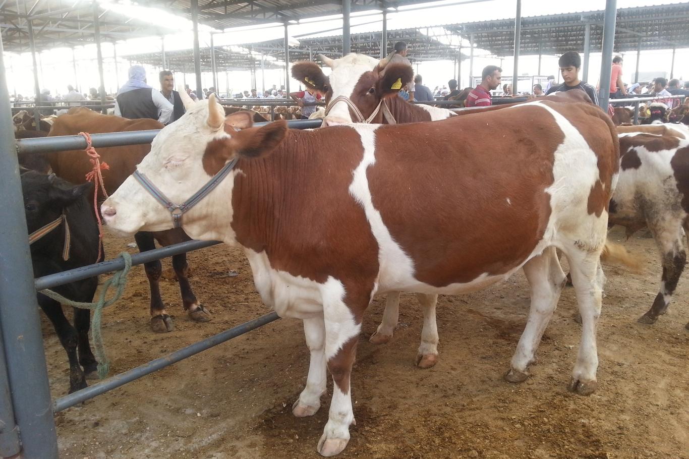 Korkmazlar Besi Çiftliği Bayram Öncesi Yoğunluğa Hazır