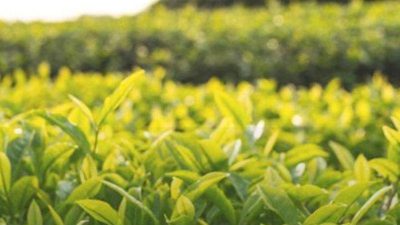 Çay Üreticisine Müjde: 2026 Yılı Yaş Çay Alım Fiyatı 35 TL Olarak Açıklandı!