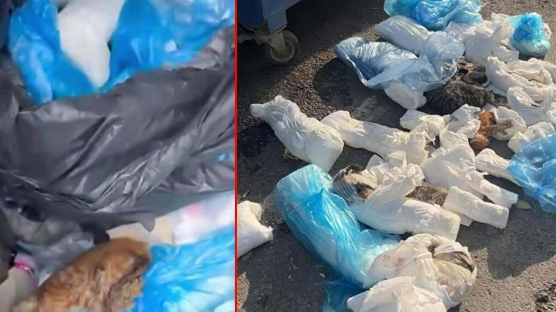 33 Ölü Kedi Çöp Konteynerinde Bulundu: Veteriner Hekim Gözaltına Alındı
