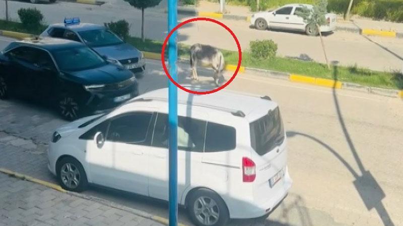 Başıboş eşek kara yolunda trafiği kısa süreli durdurdu