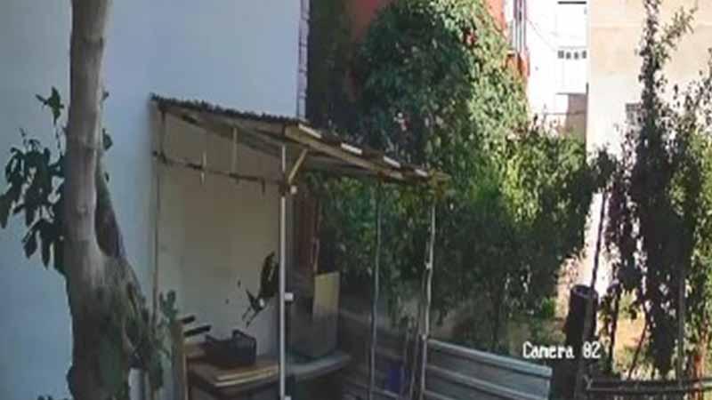 İzmit’te Şaşırtan Olay: Tavuk Yumurtalarının Hırsızı Karga Çıktı