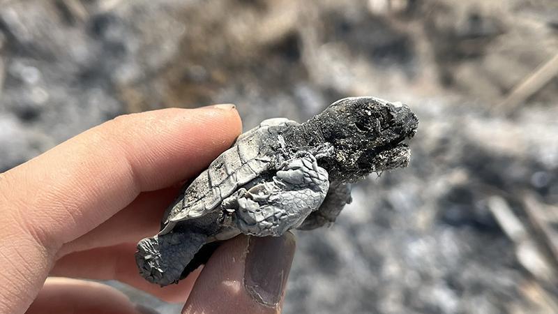 Caretta yavrusu sahilde yakılan ateşte can verdi: Uzmanlardan ‘kurallara uyun’ çağrısı