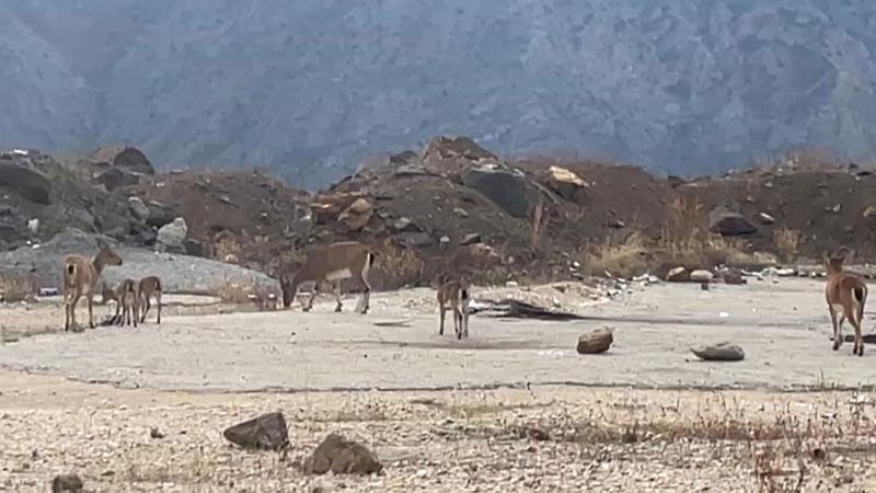 Yusufeli’nde dağ keçisi sürüsü yol kenarında görüntülendi