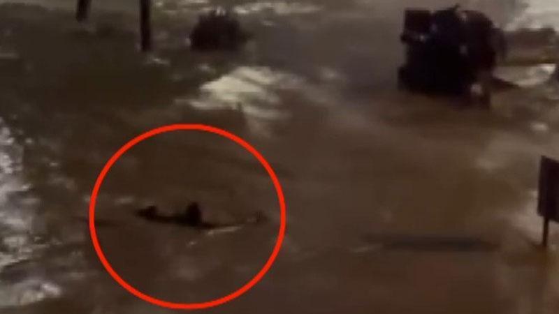 Sarıyer’de göle dönen caddede akıntıya kapılmamak için yüzdü